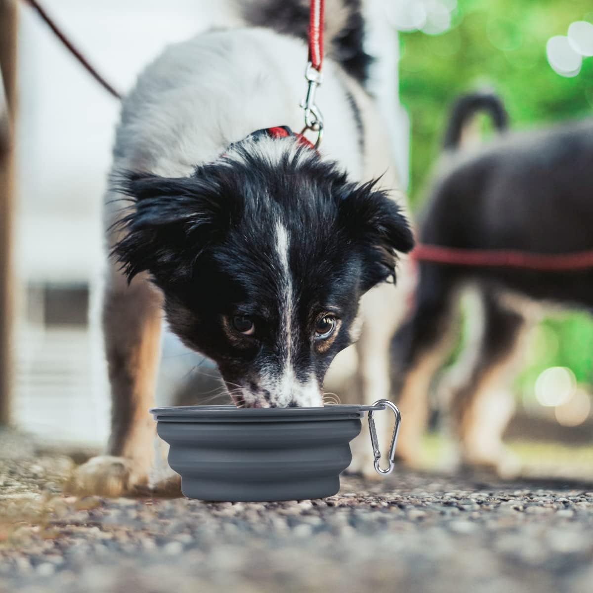 Kytely Collapsible Dog Bowls 2 Pack (650ml) - Portable Travel Pet Food & Water Bowls with Carabiner Clip, Foldable Feeding Dish for Dogs Cats, Hiking Walking Camping (Blue+Grey) - Image 7