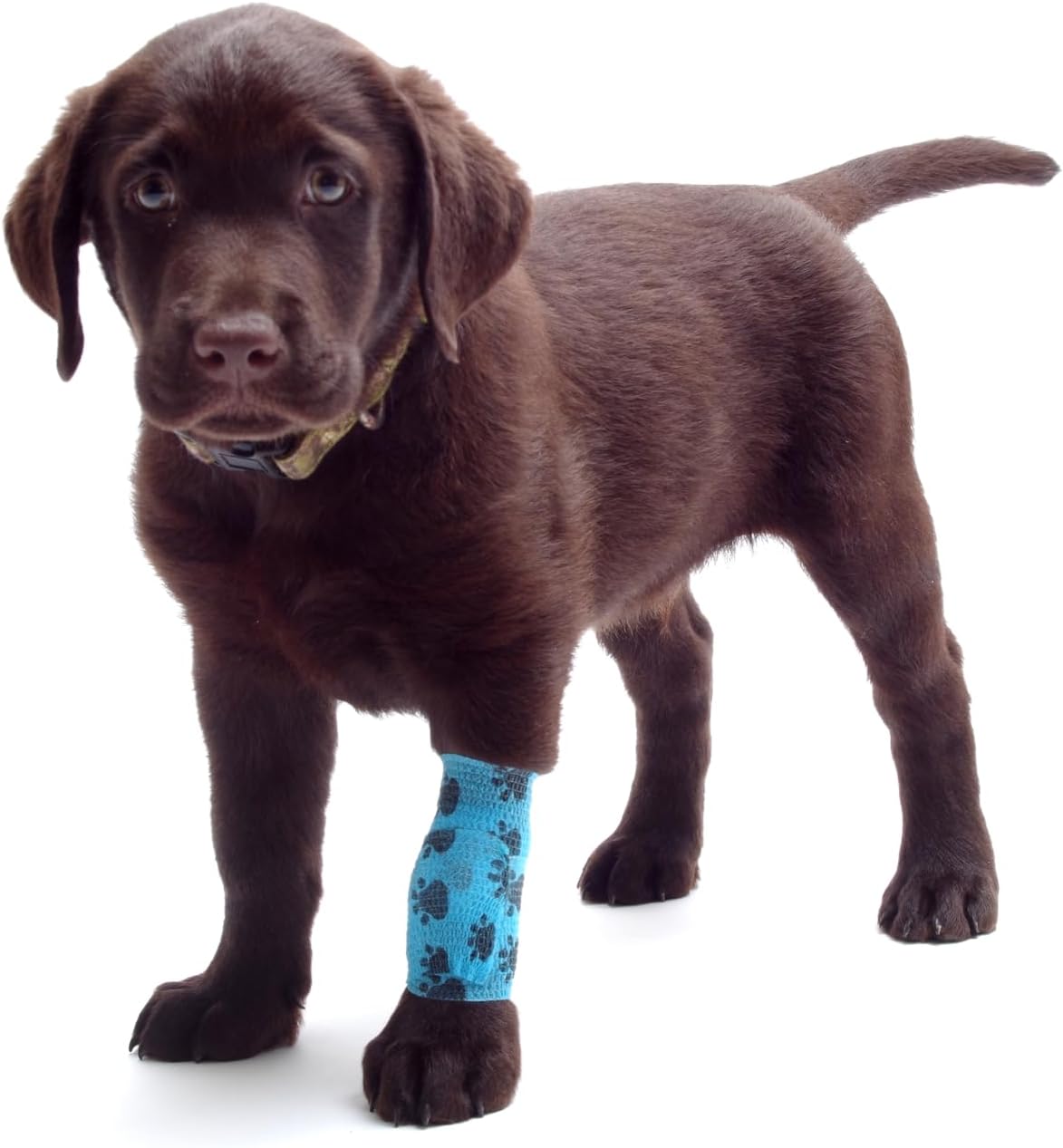 Dog/Pet First Aid Emergency Kit - Compact Kit Includes 45 Pieces of Useful Emergency Items. BE Ready! - Image 3