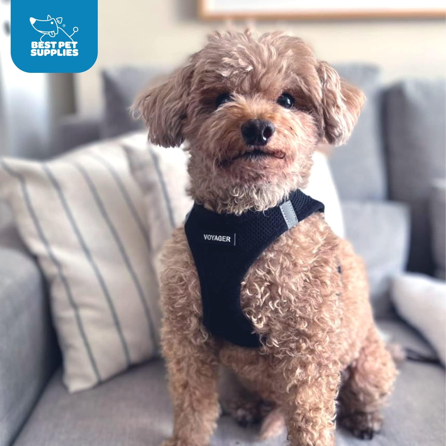 Voyager Step-In Air Dog Harness - All Weather Mesh, Reflective, No Pull Harness for Small, Medium Dogs, Cats - Secure with Hook & Loop Fastener, Buckle, Double D-Rings - Black/Black Trim, S - Image 8