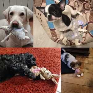 Comtim No Stuffing Dog Toys with Squeaker, Durable Dog Chew Toys, Small Dogs & Puppies, Rabbit & Elephant