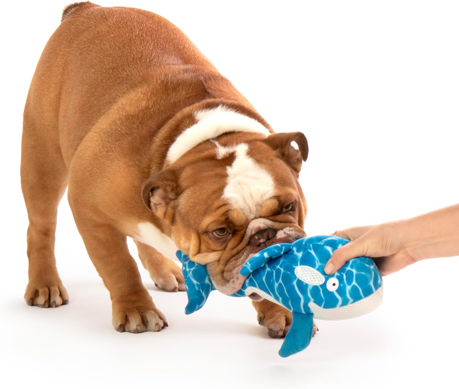 Strong 'N Silent Swimmer Soft Plush Orca Squeaker Chew Guard Dog Toy - Blue, Large - Image 4