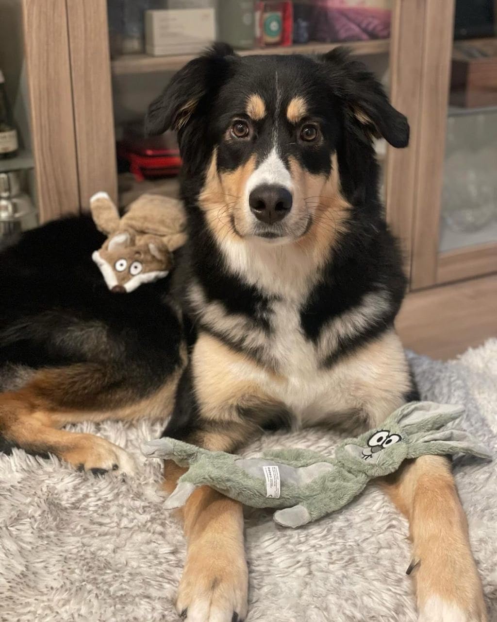 HGB No Stuffing Dog Toys for Aggressive Chewers, Squeaky Crinkle Plush Dog Toys to Keep Them Busy & Puppy Teething for Small, Medium, Large Breed, Cute Bunny & Sloth - Image 7