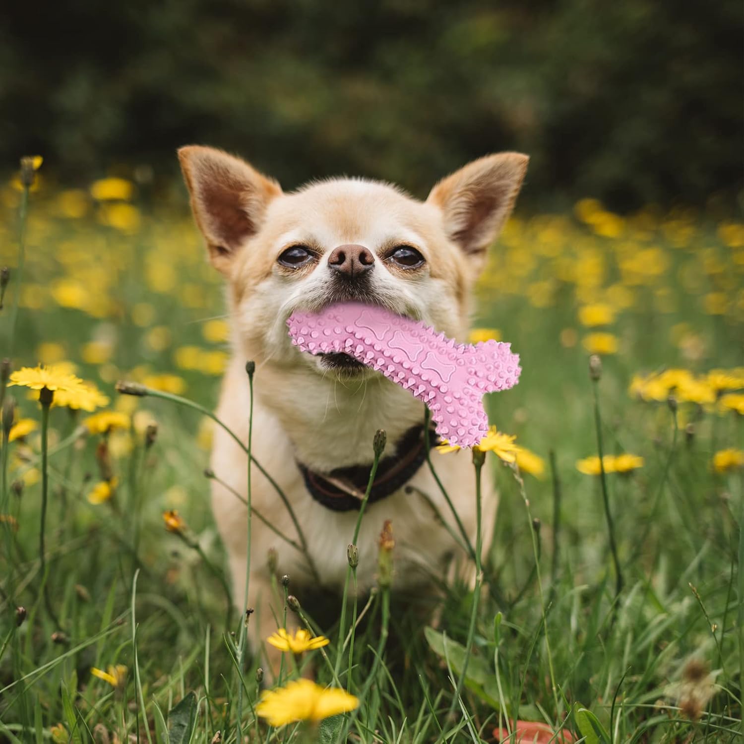 6 Pack Puppy Toys for Teething Small Dogs, Cute Pink Dog Chew Toys for Puppies, Soft Squeaky Dog Toys for Small Breed Cleaning Doggy Teeth, Outdoor Interactive Small Dog Chew Toys Set - Image 9