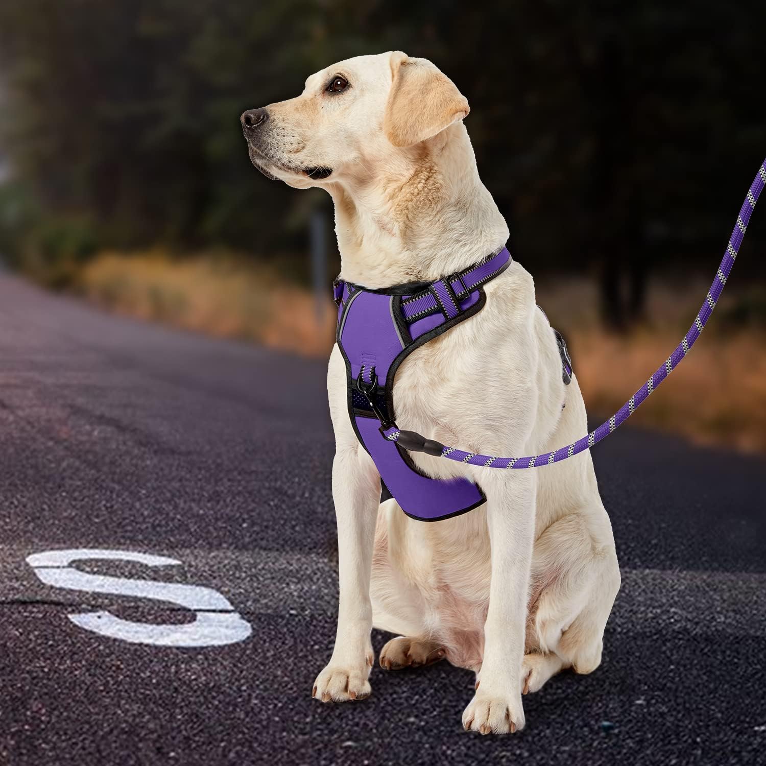 IVY&LANE No Pull Dog Harness for Medium Dogs, Dog Vest Harness with Leash, Safety Belt and Storage Strap, Fully Adjustable Harness, 360° Reflective Strip, Soft Handle (Purple, M) - Image 7