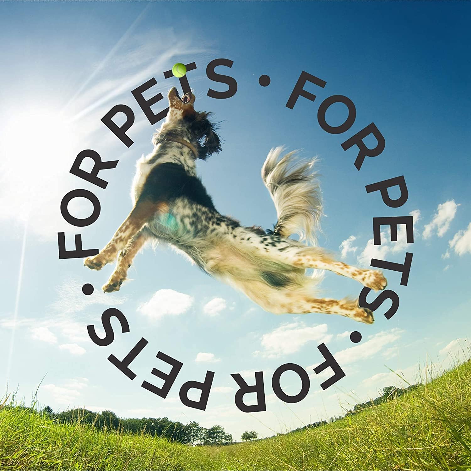 Bark2Basics Oatmeal Dog Shampoo, 16 oz - Natural Colloidal Oatmeal, Natural Ingredients, Calms Dry Itchy Irritated Skin, Moisturizes and Soothes the Skin and Coat, Professional Grade - Image 8