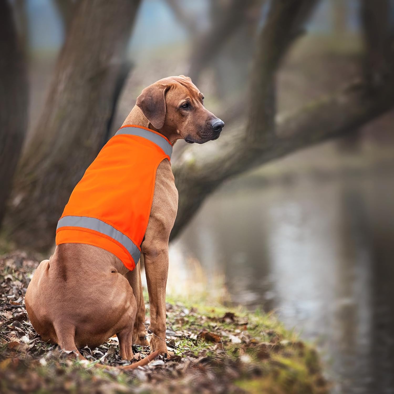 2-Piece Reflective Vest for Dogs - Bright Orange, Soft, Adjustable, High Visibility Dog Safety Vest for Hunting & Outdoor Walking - Image 7