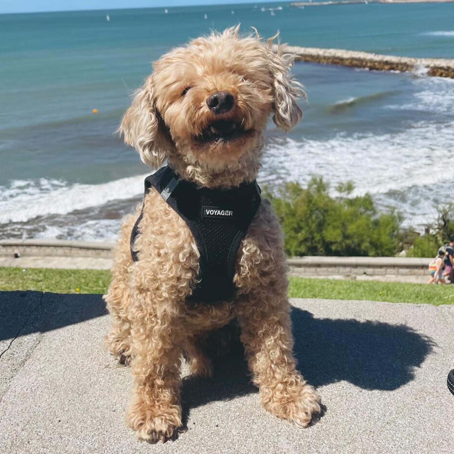 Voyager Step-In Air Dog Harness - All Weather Mesh, Reflective, No Pull Harness for Small, Medium Dogs, Cats - Secure with Hook & Loop Fastener, Buckle, Double D-Rings - Black/Black Trim, S - Image 7