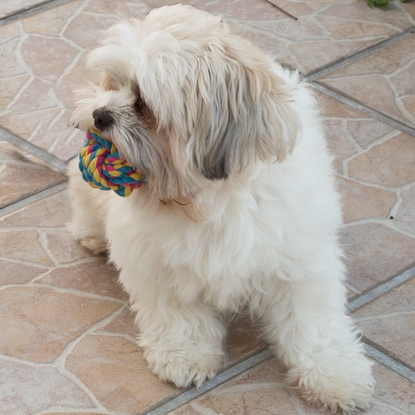 Puppy Dog Pet Rope Toys for Small Dogs (Set of 5) - Image 4