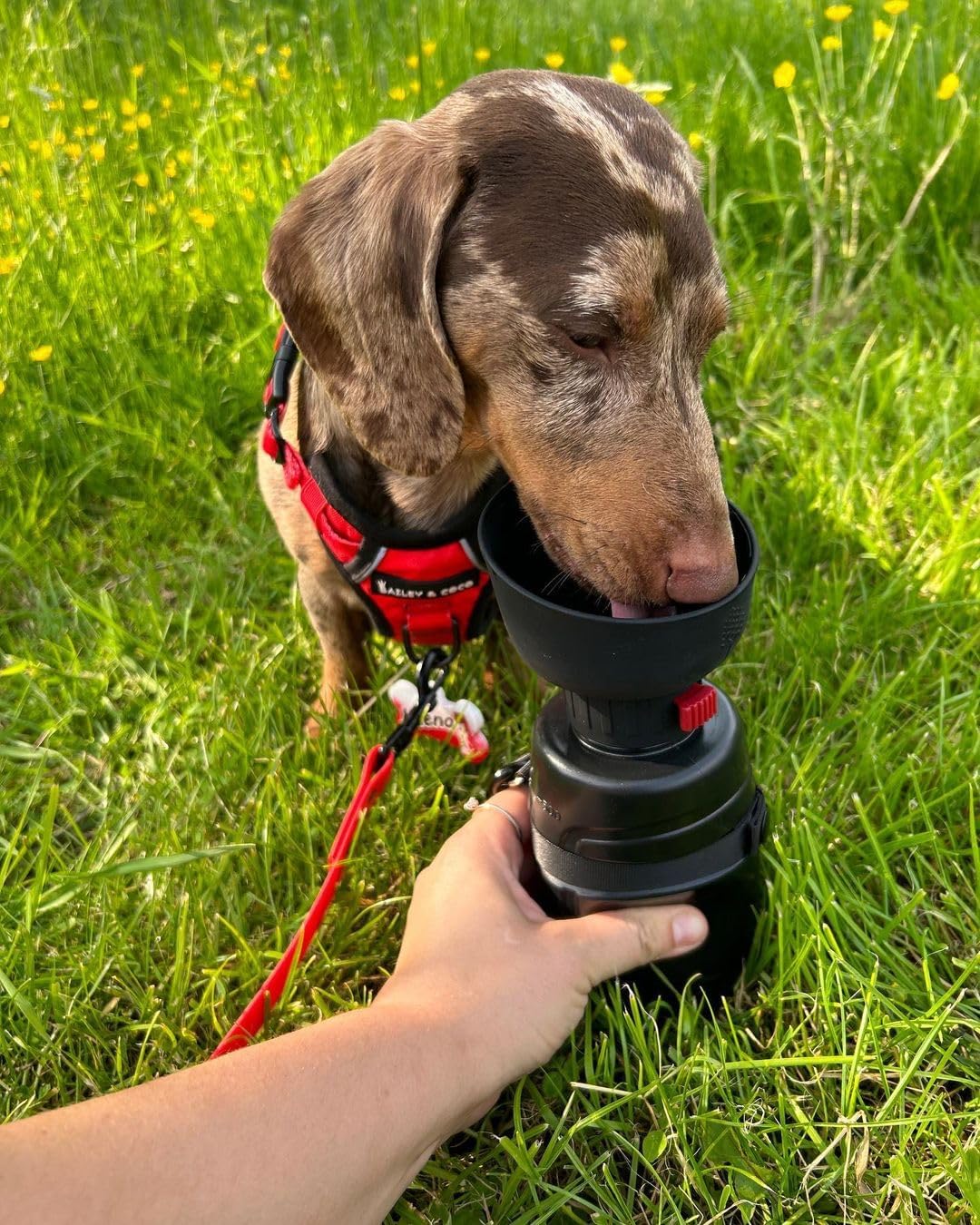 lesotc Dog Travel Water Bottle Portable, Foldable Dog Water Bowl Dispenser, Leak Proof Pet Water Bottle for Dogs Outdoor Walking, Hiking, Travel, Puppy Essentials Necessities, BPA Free, Lightweight - Image 6