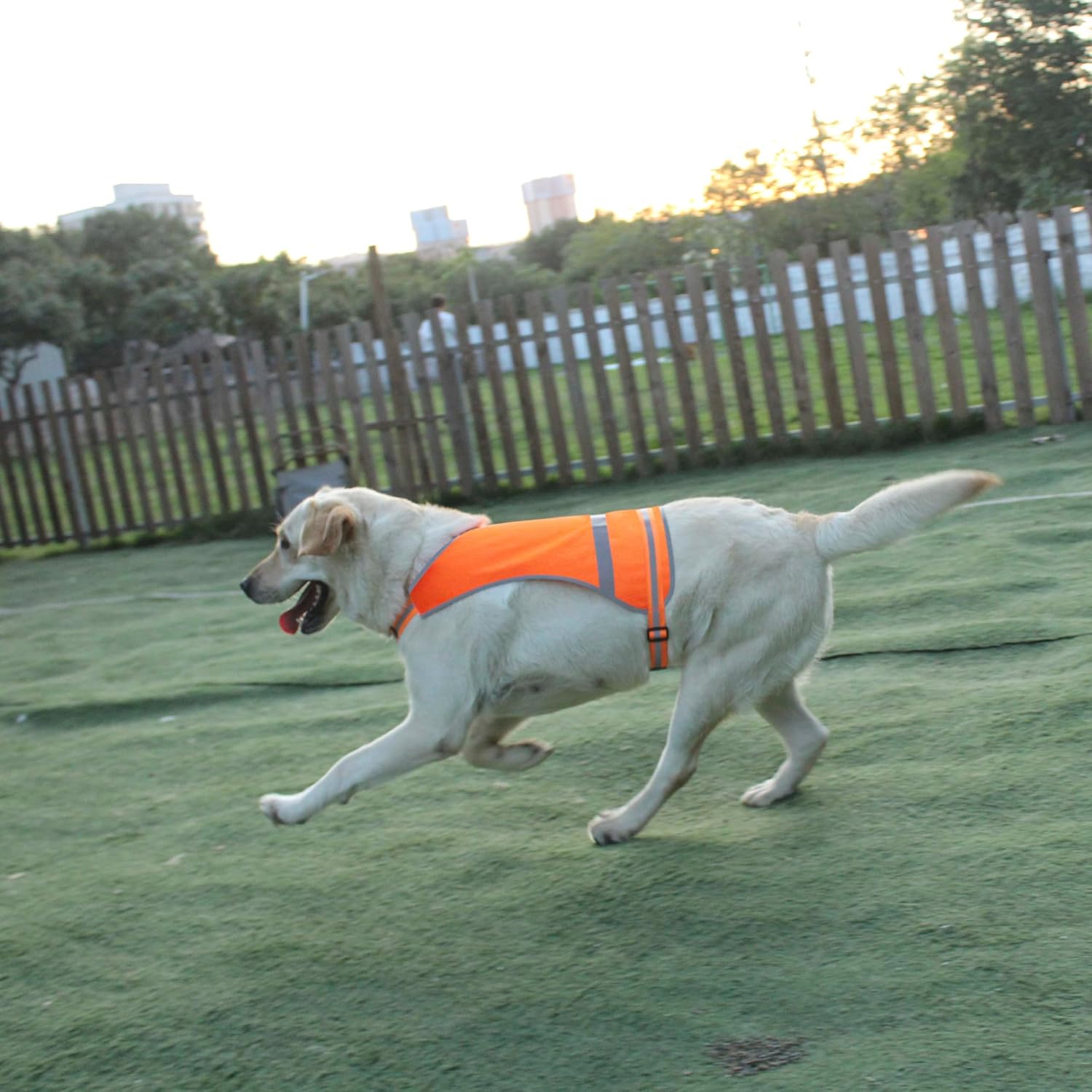 Dog Reflective Safety Vest High Visibility with Buckle for Walking Running Hiking to Keep Dogs Visible Safe from Cars and Hunting Accidents Orange L - Image 6