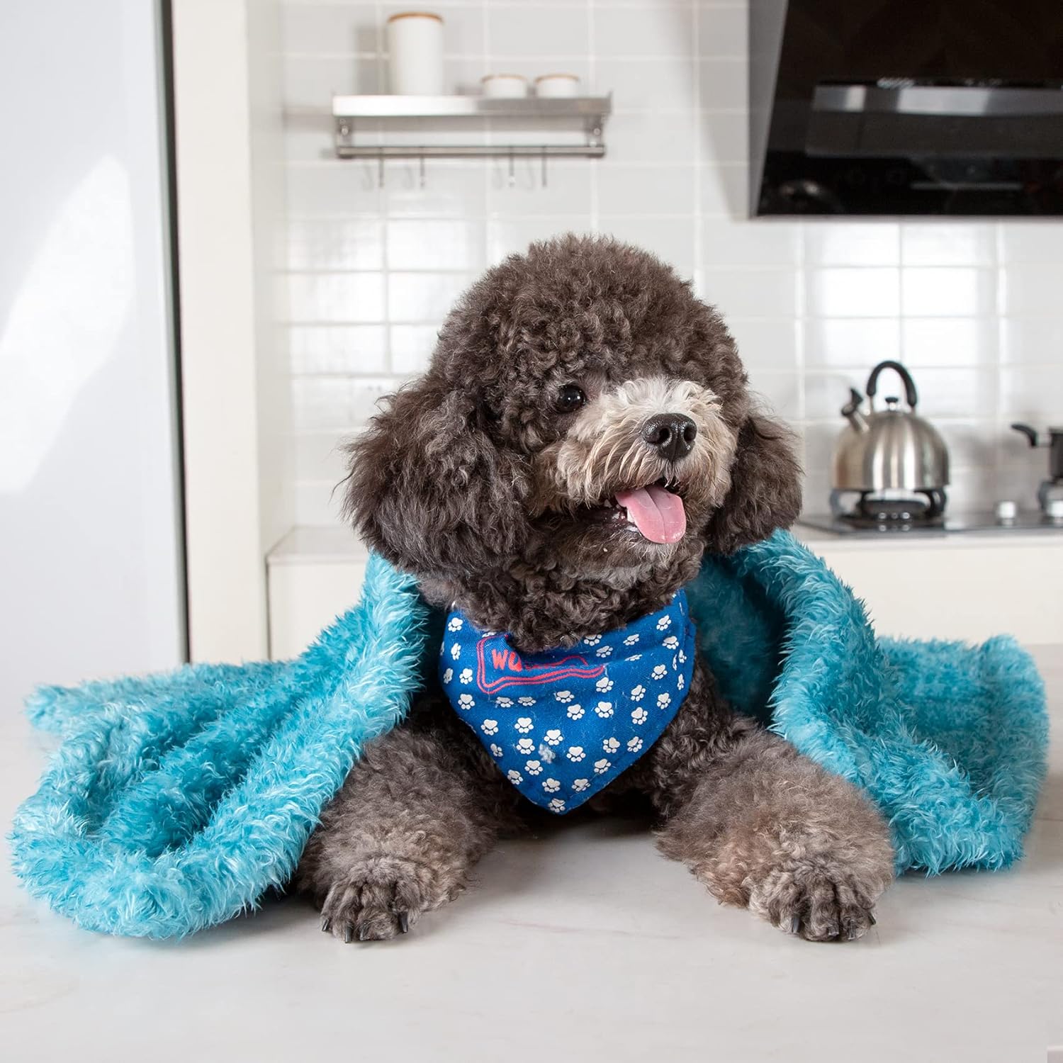 MACEVIA Fluffy Fleece Dog Blankets,Warm Soft Fuzzy Pets Blanket for Puppy,Small,Medium,Large Dogs and Cats,Plush Pet Throws for Bed,Couch,Sofa,Travel(24x29 Inch, Sea Blue) - Image 3