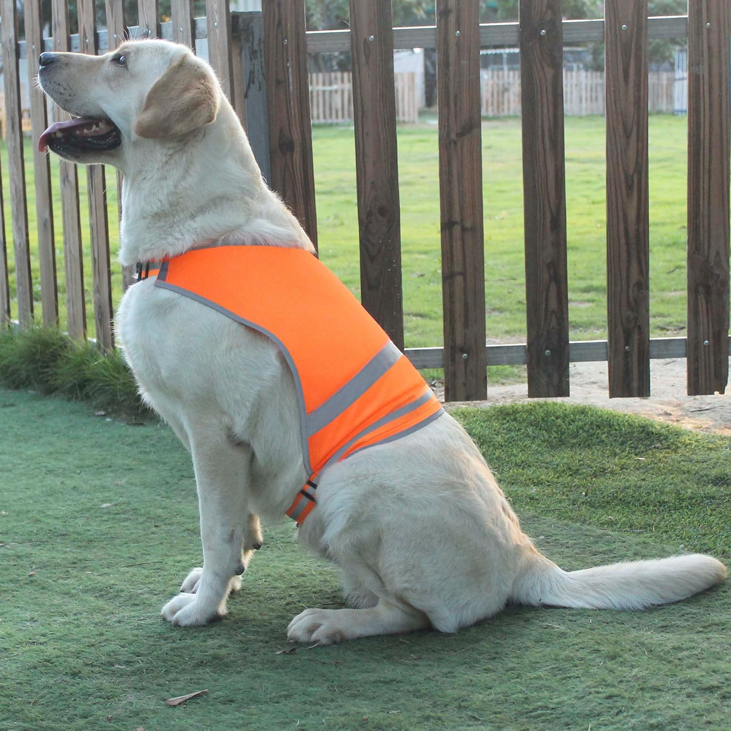 Dog Reflective Safety Vest High Visibility with Buckle for Walking Running Hiking to Keep Dogs Visible Safe from Cars and Hunting Accidents Orange L - Image 5