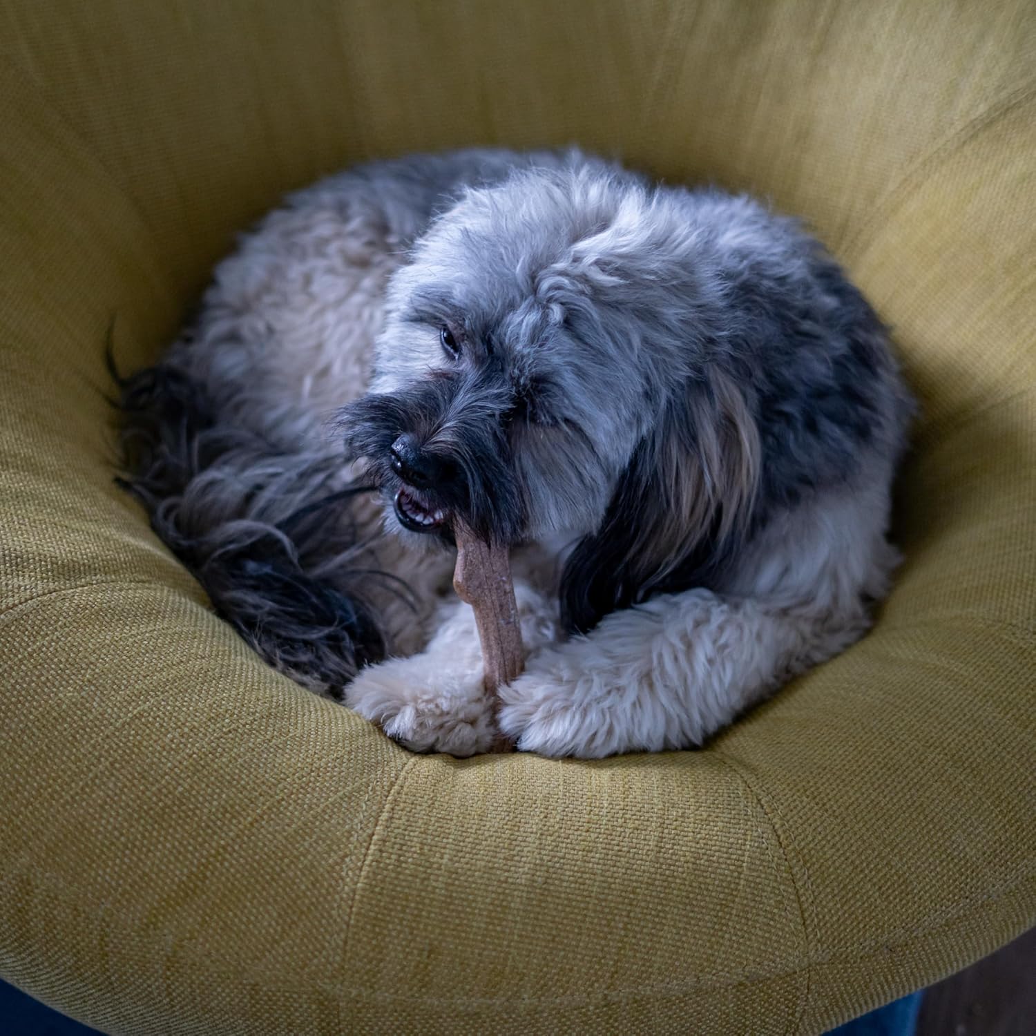 Petstages Outward Hound Super Dogwood Durable Dog Chew Toy, Extra Small - Long Lasting Chew Stick Made with Real Wood - USA Made, XS - Image 9