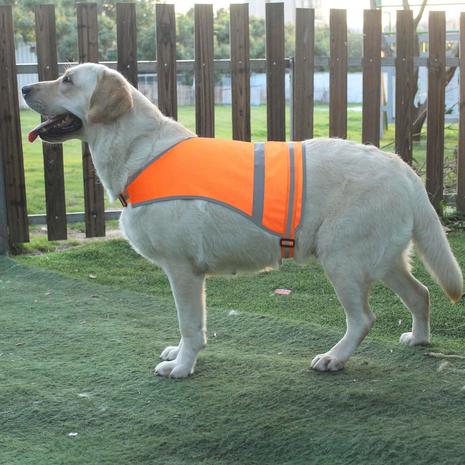 Dog Reflective Safety Vest High Visibility with Buckle for Walking Running Hiking to Keep Dogs Visible Safe from Cars and Hunting Accidents Orange L - Image 4