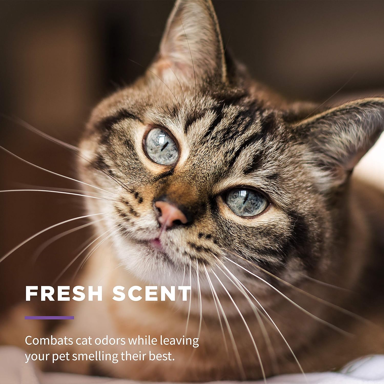 Wet Ones for Pets Freshening Multipurpose Wipes for Cats with Aloe Vera, Fresh Scent - Easy to Use Cat Cleaning Wipes for Pet Grooming, 100 Count - Image 5