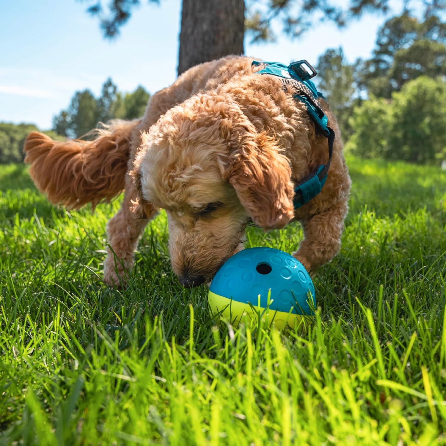 Outward Hound by Nina Ottosson Treat Tumble Interactive Puzzle Ball Dog Toy, Level 1 Beginner, Blue, Small (4.75" Diameter) - Image 8