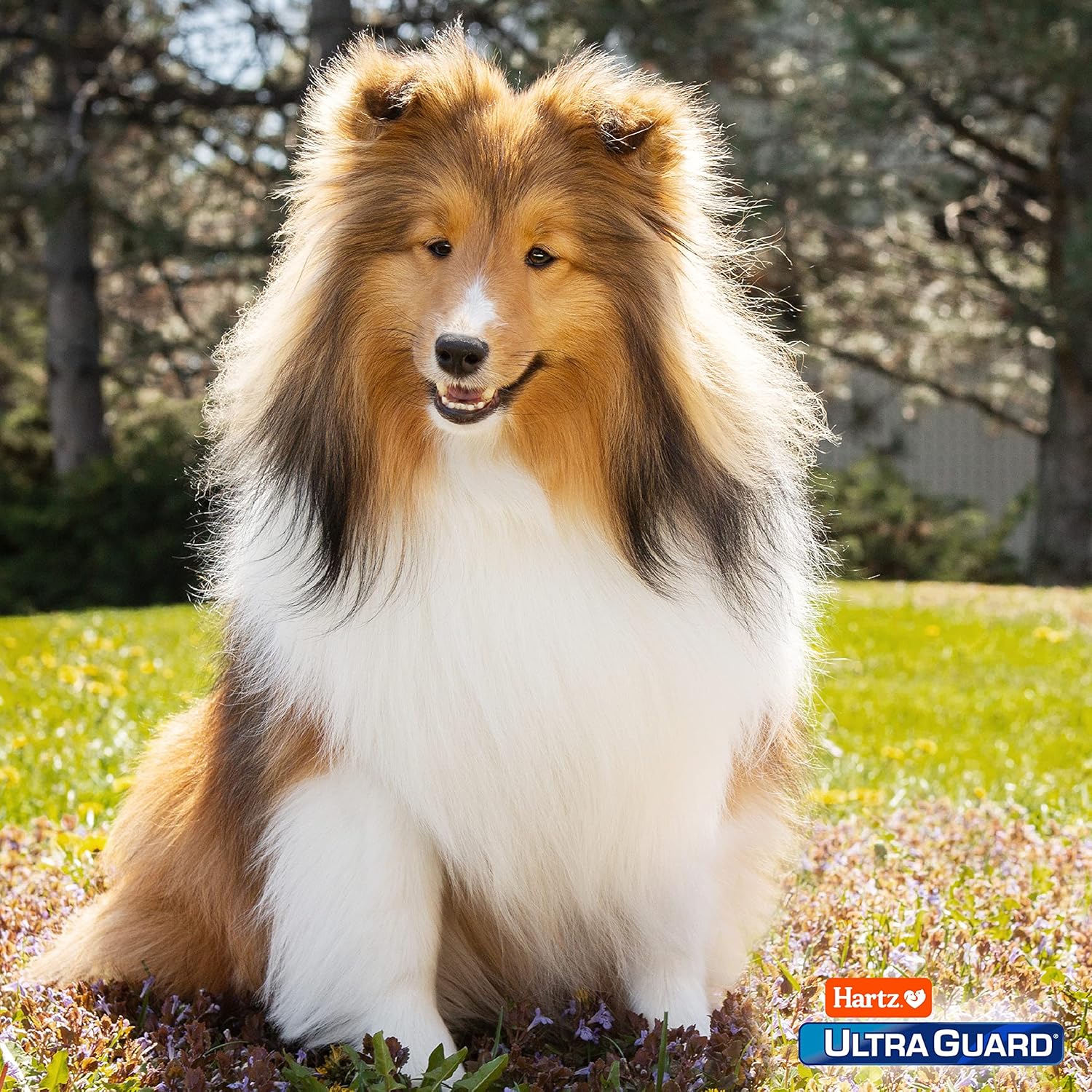 Hartz UltraGuard Dual Action Flea & Tick Topical Dog Treatment and Flea and Tick Prevention, 6 Months, 5-14 Pound Dogs 6-count(Pack of 1) - Image 8