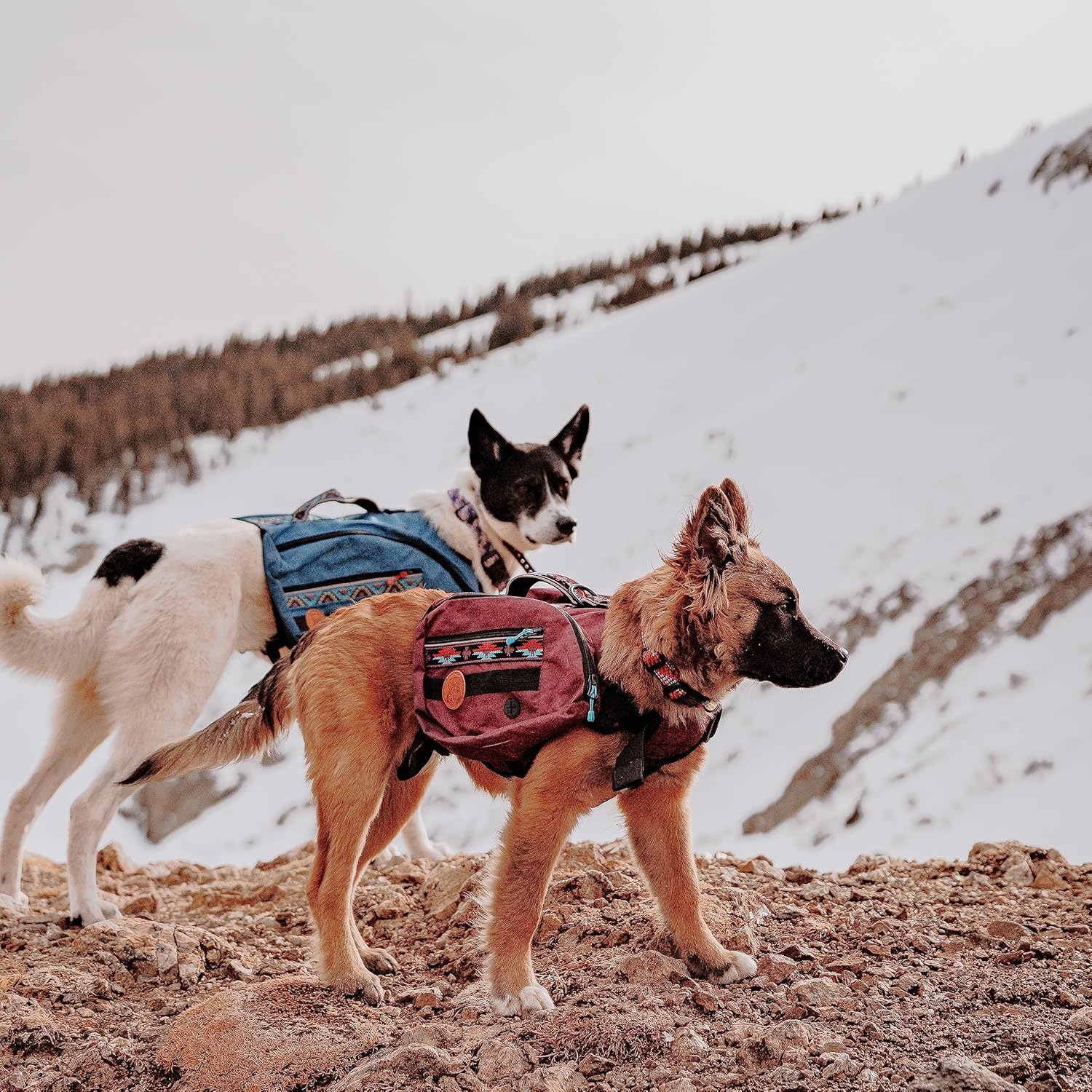 Widlerdog Dog Backpack with Built in Harness and Back-Mounted D-Ring Leash Attachment, Handle, Two Saddlebags with 4 Total Pockets, Built in Poop Bag Dispenser (Huckleberry, Medium) - Image 7