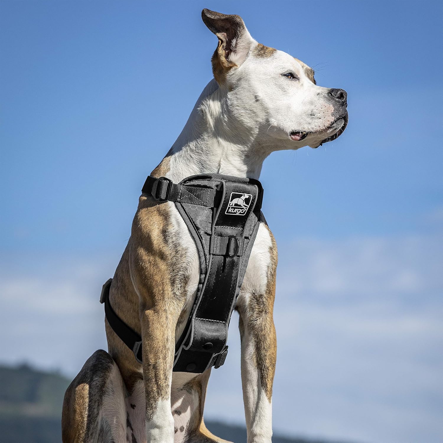 Kurgo Tru-Fit Smart Harness, Dog Harness, Pet Walking Harness, Quick Release Buckles, Front D-Ring for No Pull Training, Includes Dog Seat Belt Tether (Black, X-Small) - Image 4
