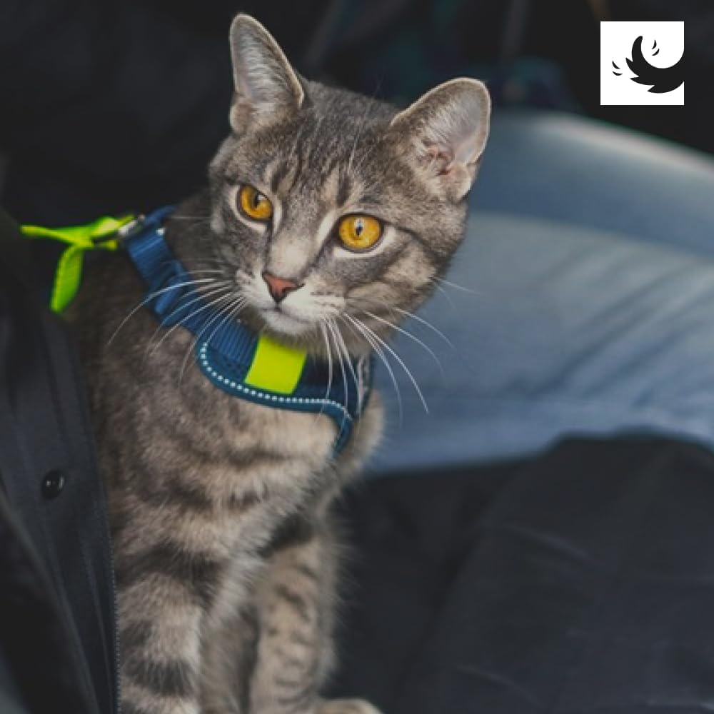 RC Pets Multi-Use, Sturdy, Breathable Moto Control Harness for Dogs and Cats | X-Small, Black/Grey (X-Small, Arctic Blue/Tennis) - Image 6