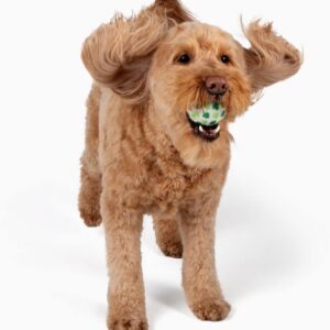 Midlee St. Patrick’s Day Shamrock Dog Tennis Balls (Regular)