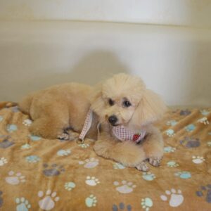 1 Pack 3 Puppy Blankets Super Soft Warm Sleep Mat Cute PAW Print Blanket Fleece Pet Blanket Flannel Throw Dog Blankets for Small Dogs Puppy Cats,Gray/White/Brown-Small(23″x15″)