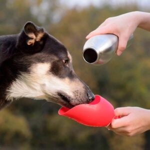 KONG H2O Stainless Steel Dog Water Bottle & Pet Travel Bowl, 25 oz – Blue