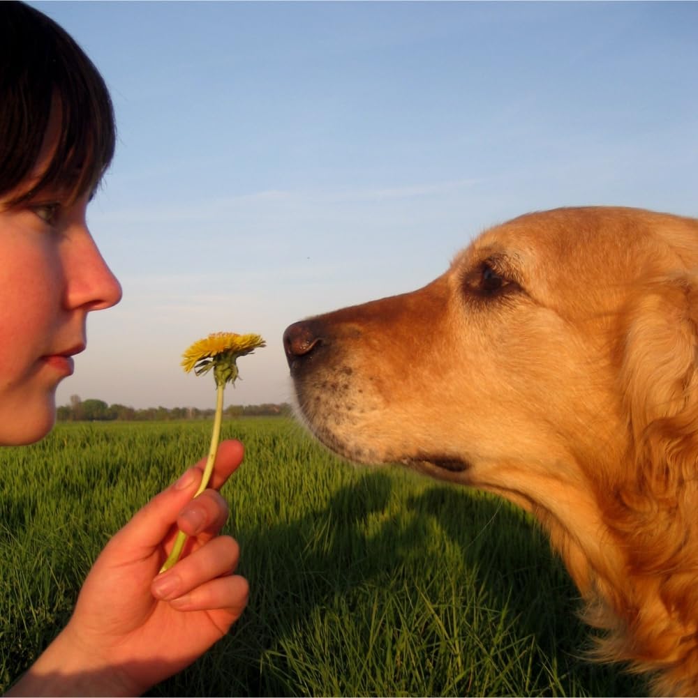 GOGGY MYPET Pop-Up Pet Playpen for House & Travel - 39x39” Lightweight Portable Dog & Cat Tent for Indoor & Outdoor Activities - Easy Cat & Dog Playpen Instantly Assembled - Image 7