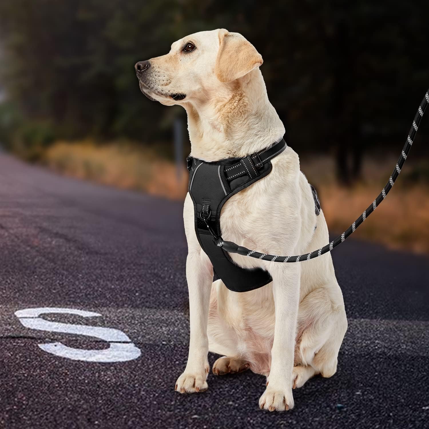 IVY&LANE No Pull Dog Harness for Medium Dogs, Dog Vest Harness with Leash, Safety Belt and Storage Strap, Fully Adjustable Harness, 360° Reflective Strip, Soft Handle (Black, M) - Image 6