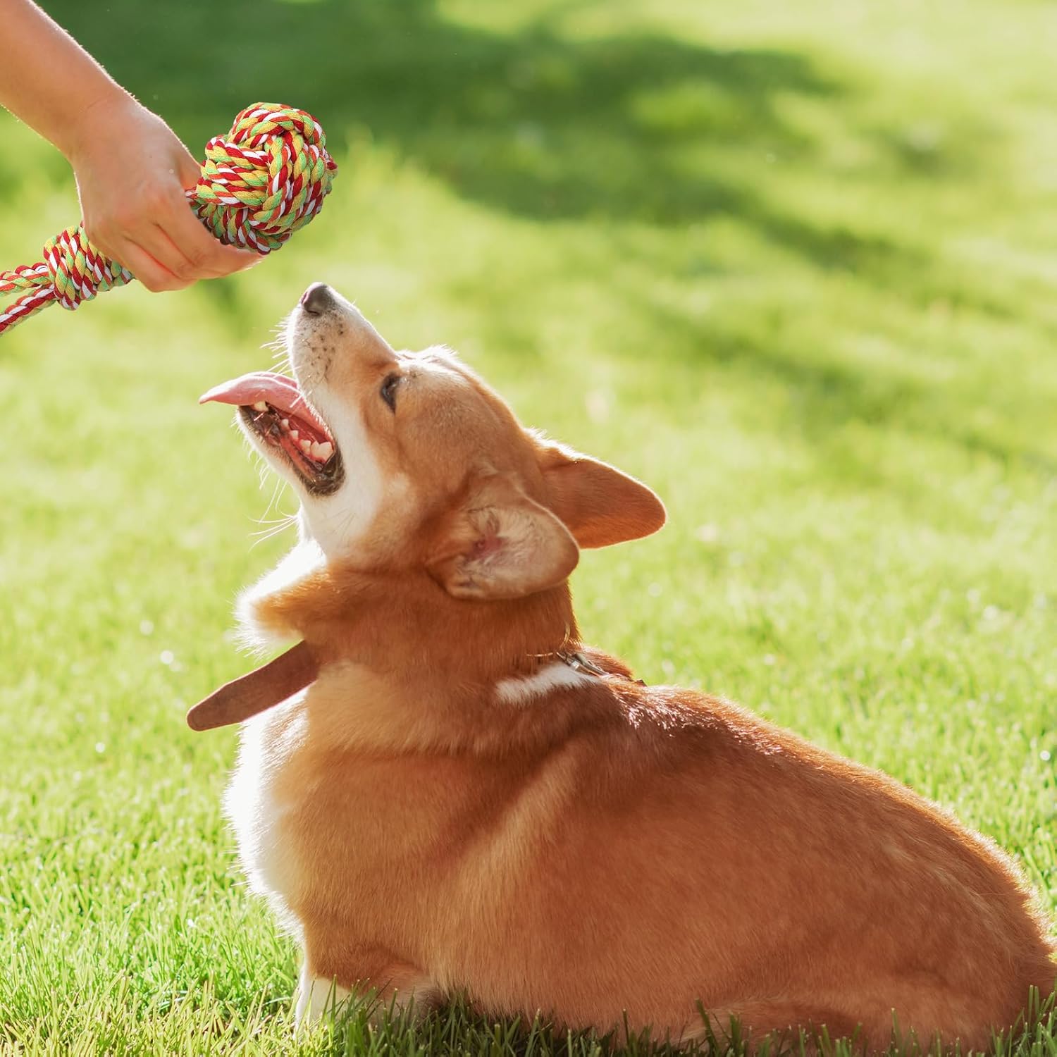 6 Pcs Dog Bungee Tug Toys with Stakes Dog Tug of War Toys Set Outdoor Chew and Tether Play Cord Interactive Supplies for Indoors Outdoors Lawns Trees Large Medium Small Doggie - Image 7