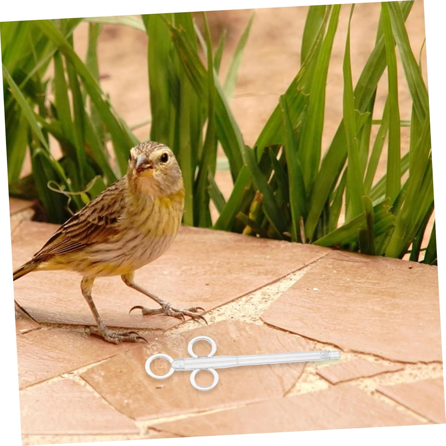 Mikikit 2Pcs Bird Feeding Tubes Durable Pigeon Feeder for Cockatiels Parrots Transparent Design Easy to Clean for Liquid Feeding Travel - Image 5