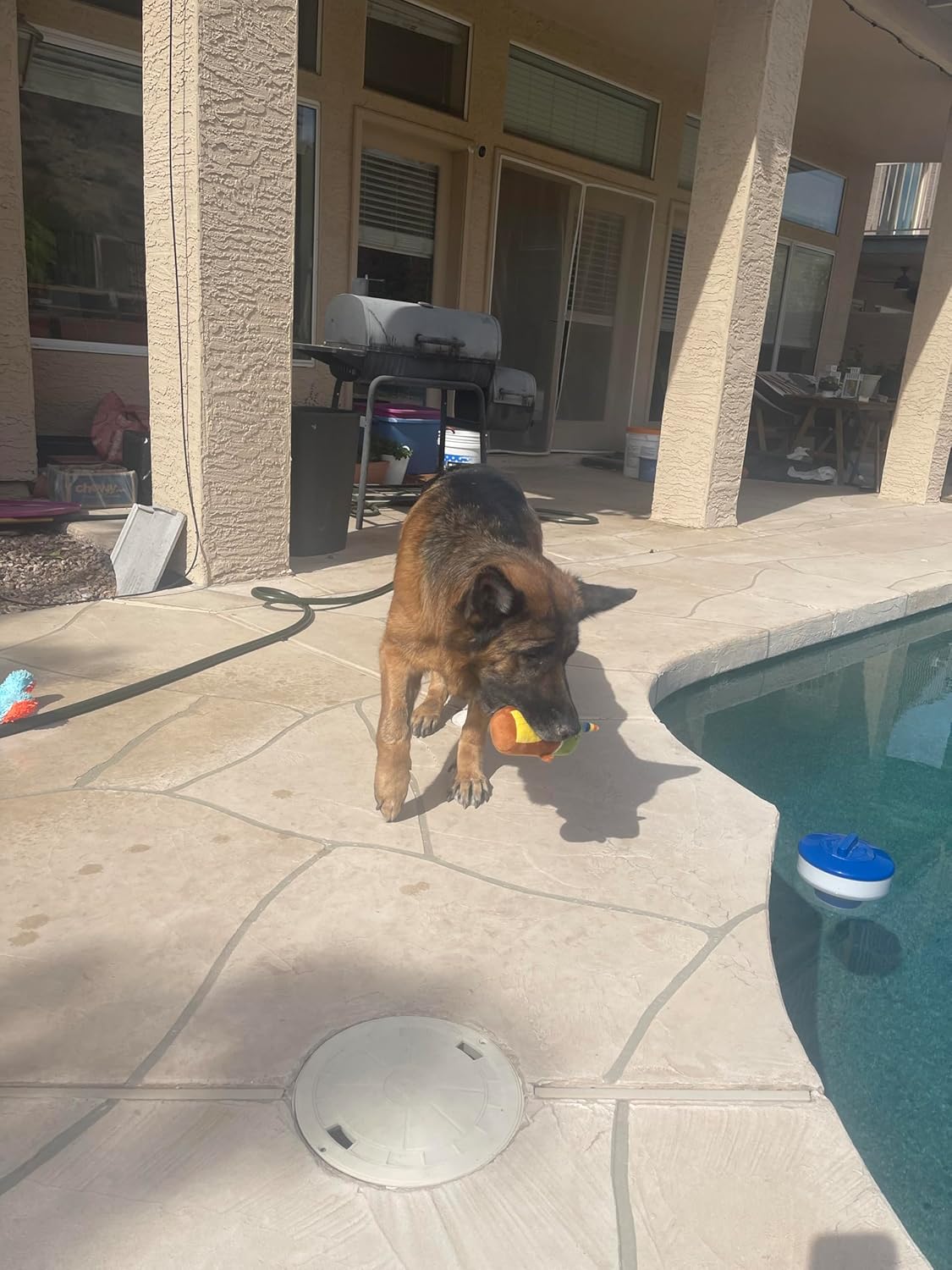 Jalousie 5 Pack Tough Plush Animal Dog Toys Assortment Value Bundle Dog Squeaky Toys Assortment Puppy Pet Mutt Dogs Toy Squeak Toy for Snall Medium Large Breeds (6 Pack Surprise Mix) - Image 6