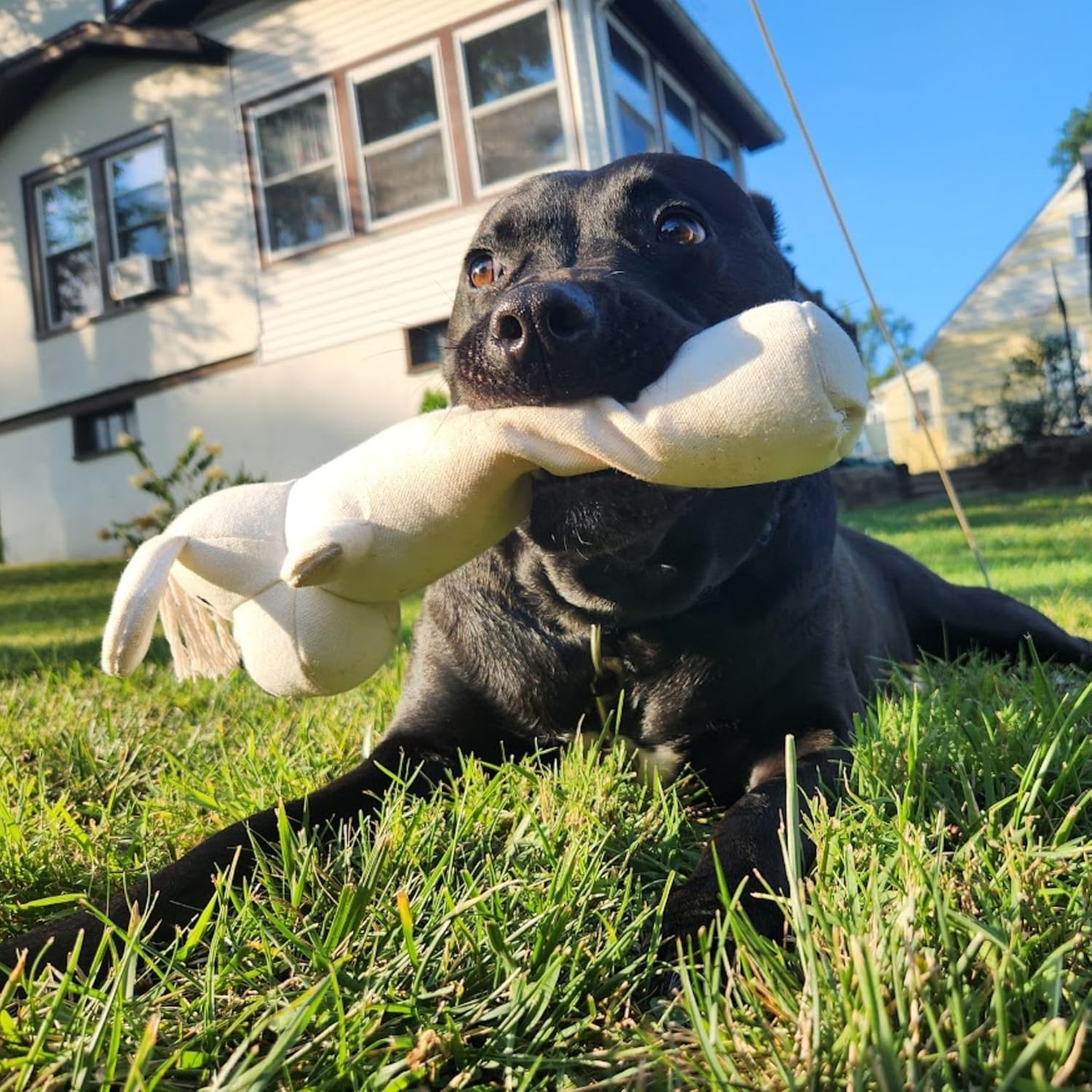 3-Piece Eco-Friendly Durable Cotton Squeaky Dog Toy Set for Chewing, Training, Playing and Exercise – Harry The Hound, T-Bone & Donut The Round Disk, White (Safe for Pets & Kids) - Image 8