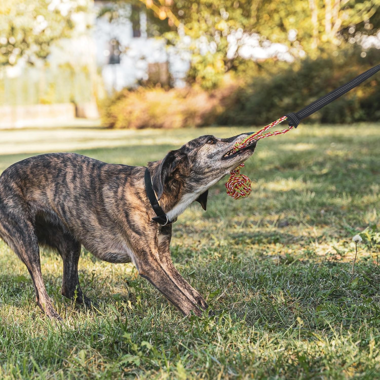 6 Pcs Dog Bungee Tug Toys with Stakes Dog Tug of War Toys Set Outdoor Chew and Tether Play Cord Interactive Supplies for Indoors Outdoors Lawns Trees Large Medium Small Doggie - Image 3