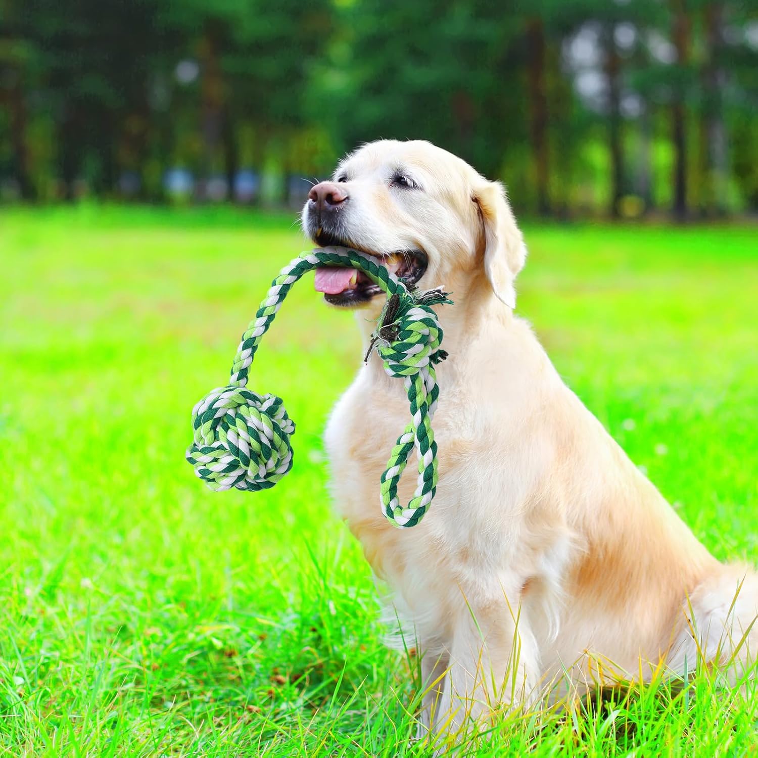 6 Pcs Dog Bungee Tug Toys with Stakes Dog Tug of War Toys Set Outdoor Chew and Tether Play Cord Interactive Supplies for Indoors Outdoors Lawns Trees Large Medium Small Doggie - Image 6