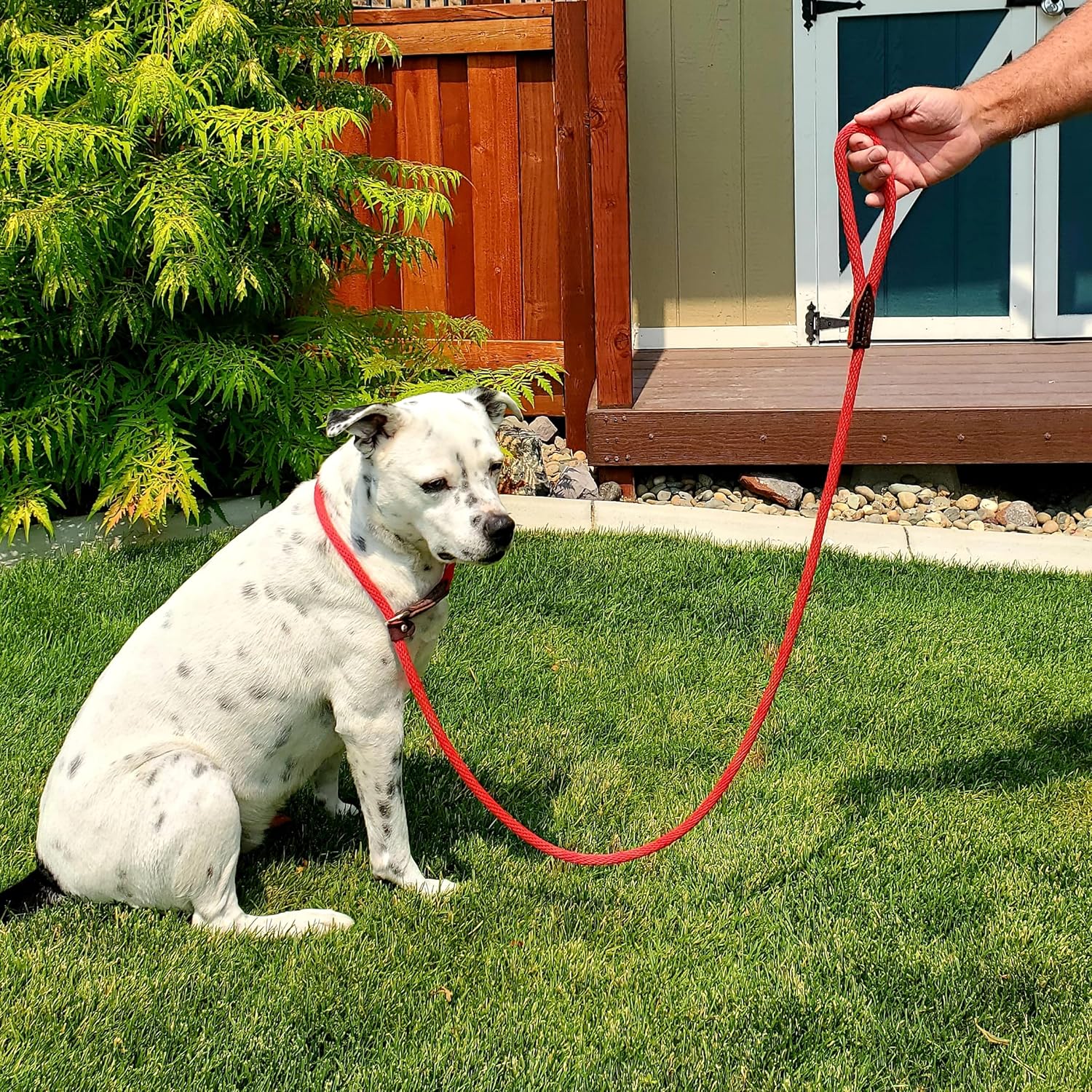 Pet Emergency Kit for Big Dogs - Image 3